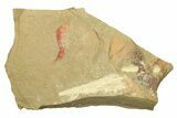 Soft-Bodied Fossil Aglaspid (Tremaglaspis) With Pos/Neg #270143-3